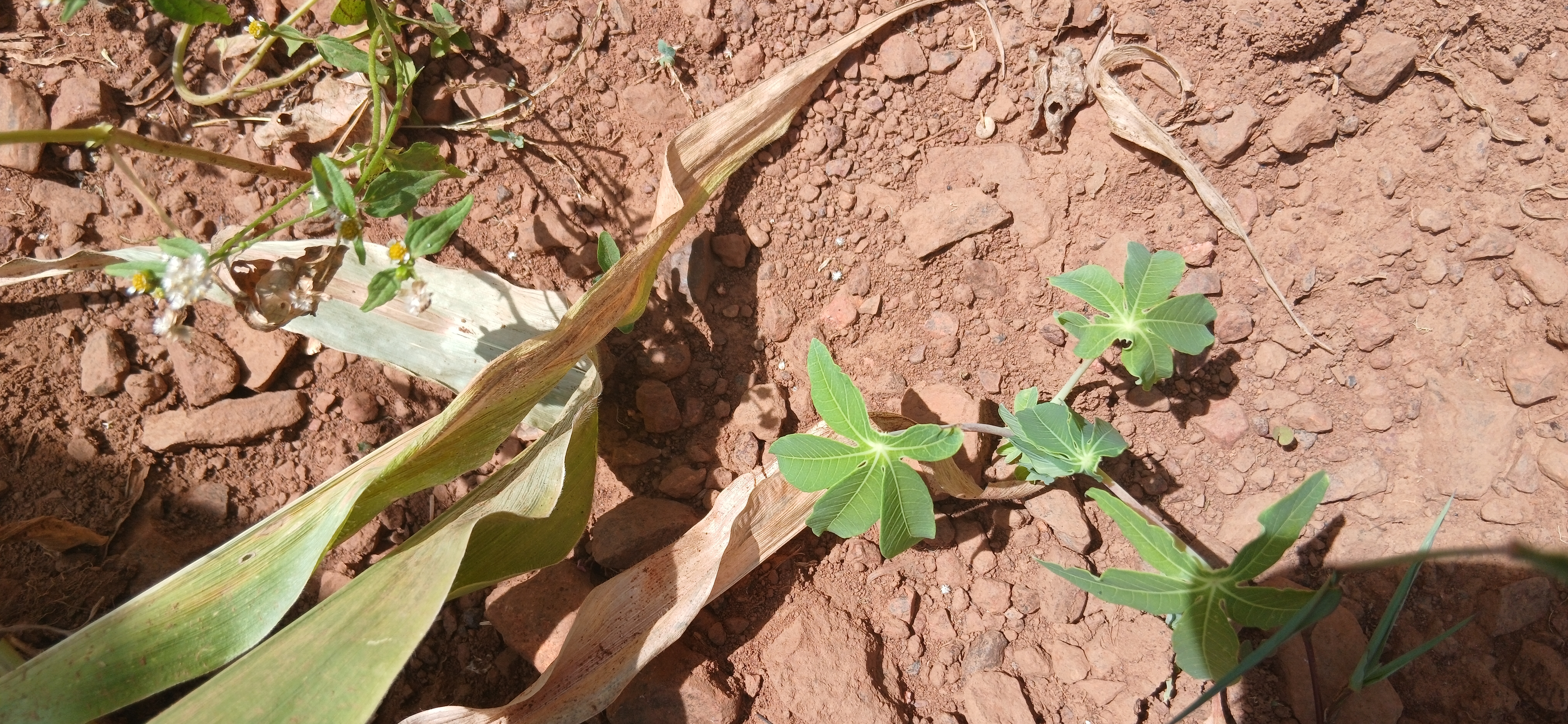 Young Cassava Plant